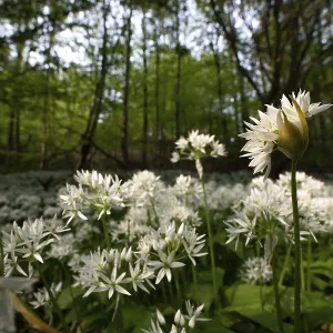 Ramson (Allium ursinum), sea of wild garlic flowers in the beech forest Ramson (Allium ursinum), sea of wild garlic flowers in the beech forest