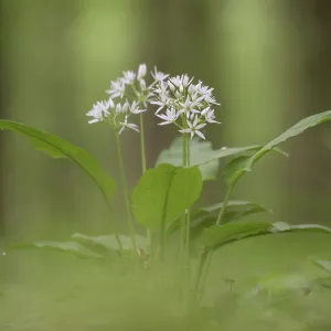 Ramson (Allium ursinum), single plant
