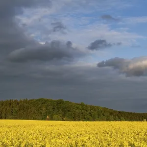Rape field with resin landscape Rape field with resin landscape