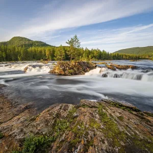 Rapids in the river Namsen, coniferous forest
