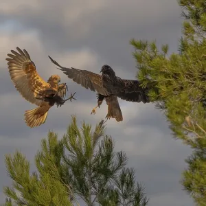 Two raptors, a hawk and a black kite Two raptors, a hawk and a black kite