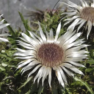 Rare silver thistles