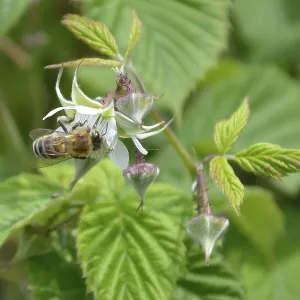 Raspberry flowers with honeybee collecting nectar Raspberry flowers with honeybee collecting nectar
