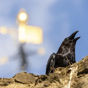 Raven calling out from atop a stone wall with a golden spire in the background at The Tower of London