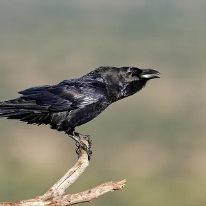 Raven (Corvus corax) on a dead branch Raven (Corvus corax) on a dead branch