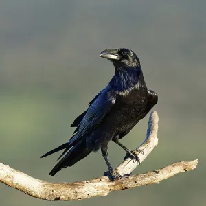 Raven (Corvus corax) on a dead branch Raven (Corvus corax) on a dead branch