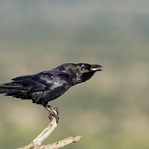 Raven (Corvus corax) on a dead branch Raven (Corvus corax) on a dead branch