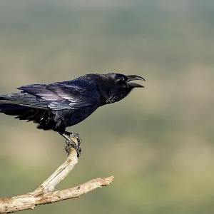 Raven (Corvus corax) on a dead branch Raven (Corvus corax) on a dead branch