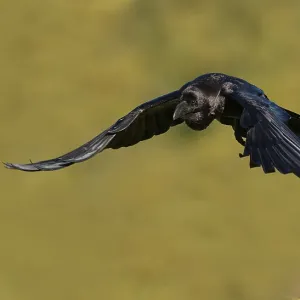 Raven (Corvus corax), flight, calling Raven (Corvus corax), flight, calling