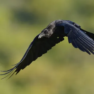 Raven (Corvus corax), flight, Extremadura, Spain Raven (Corvus corax), flight, Extremadura, Spain