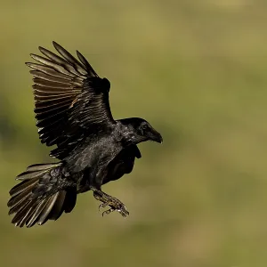 Raven (Corvus corax), flight, Extremadura, Spain Raven (Corvus corax), flight, Extremadura, Spain