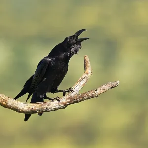 Raven (Corvus corax) mating on a branch Raven (Corvus corax) mating on a branch