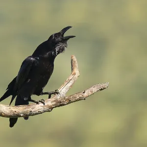 Raven (Corvus corax) mating on a branch Raven (Corvus corax) mating on a branch