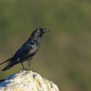 Raven (Corvus corax) on a rock, Extremadura, Spain Raven (Corvus corax) on a rock, Extremadura, Spain