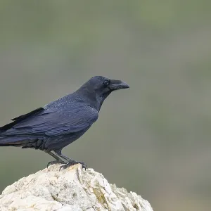 Raven (Corvus corax) on a rock, Extremadura, Spain Raven (Corvus corax) on a rock, Extremadura, Spain