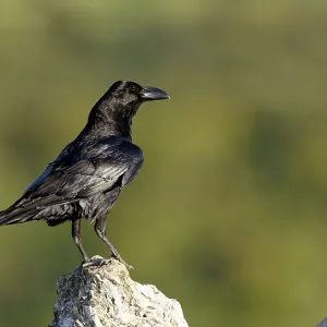 Raven (Corvus corax) on a rock, Extremadura, Spain Raven (Corvus corax) on a rock, Extremadura, Spain