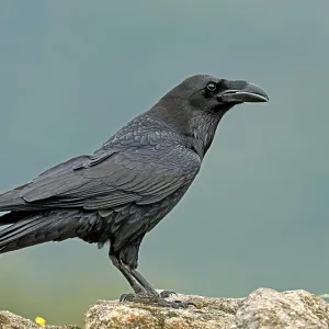 Raven (Corvus corax) on a rock, Extremadura, Spain Raven (Corvus corax) on a rock, Extremadura, Spain