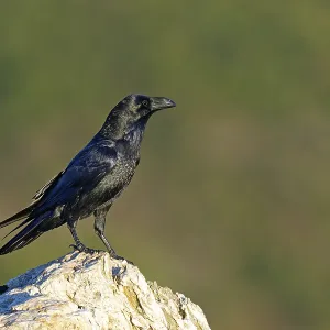 Raven (Corvus corax) on a rock, Extremadura, Spain Raven (Corvus corax) on a rock, Extremadura, Spain