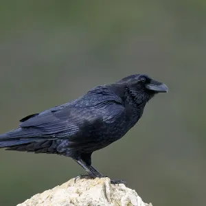 Raven (Corvus corax) on a rock, Extremadura, Spain Raven (Corvus corax) on a rock, Extremadura, Spain