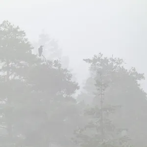 Misty Danish Landscape: Raven on Pine Tree Print Misty Danish Landscape: Raven on Pine Tree Print