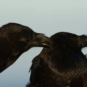 Raven (Corvus corax), social body plough
