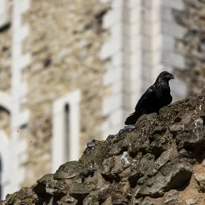 Raven looking out from a stone wall near a historic castle featuring arched windows at The Tower of London