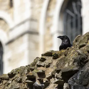 A raven perched on a moss-covered stone wall in front of an ancient building with arched windows at The Tower of London