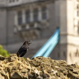 Raven perched on stone with historic building in background at The Tower of London