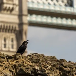 Raven perched on a stone wall with Tower Bridge in the background under a sunny sky at The Tower of London
