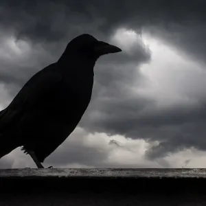 A raven silhouette against a backdrop of dark A raven silhouette against a backdrop of dark