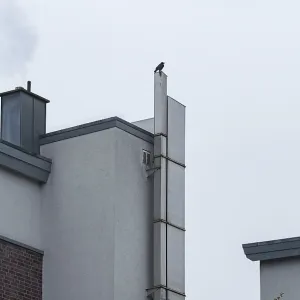 Raven sitting atop a building, smoke rising from a chimney against a grey sky Raven sitting atop a building, smoke rising from a chimney against a grey sky