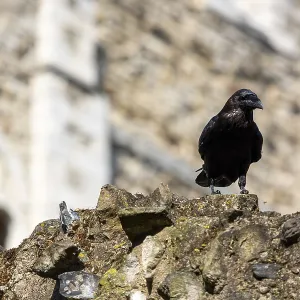 Raven standing atop a rugged stone wall in front of a gothic architectural structure at The Tower of London