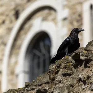 Raven on a stone wall against the backdrop of a historic building with arched structures at The Tower of London