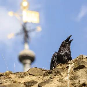 Raven on a stone wall with a golden weather vane and spire against the blue sky at The Tower of London