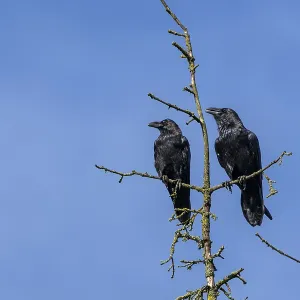 Ravens Print: Callous Birds in Treetop, Denmark Ravens Print: Callous Birds in Treetop, Denmark