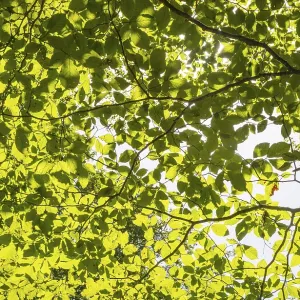A ray of light falls through the canopy of a beech forest A ray of light falls through the canopy of a beech forest