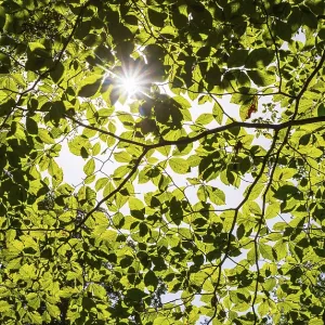 A ray of light falls through the canopy of a beech forest