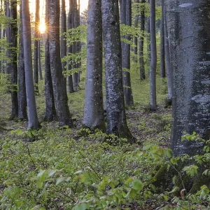 The last rays of the day fall diagonally through the trees in a green forest