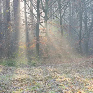 Misty Forest Floor Print, Copper Beeches in Autumn Light