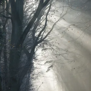 Foggy Forest Path Illuminated by Morning Sunlight Print