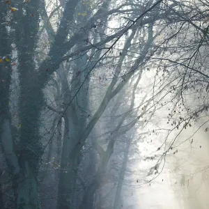 Foggy Forest Path Illuminated by Morning Light Print
