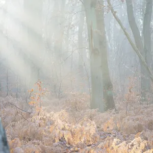 Rays of light penetrate the misty autumn forest