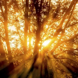 The rays of the morning sun penetrate the trees of a forest