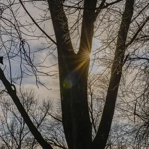 Rays of sunlight break through the branches of a large tree at dusk Rays of sunlight break through the branches of a large tree at dusk