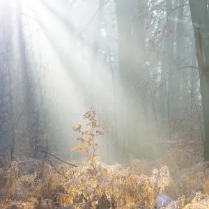 Rays of sunlight penetrate the misty forest