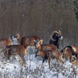 The last rays of the winter sun meet a pack of European mouflon (Ovis gmelini) The last rays of the winter sun meet a pack of European mouflon (Ovis gmelini)