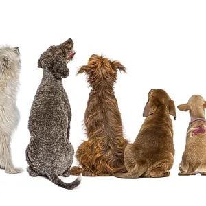 Rear view of a group of Dogs looking up Rear view of a group of Dogs looking up