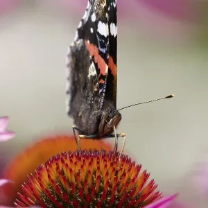 Red admiral butterfly (Vanessa atalanta) adult insect feeding on a garden purple Coneflower (Echinacea purpurea) Red admiral butterfly (Vanessa atalanta) adult insect feeding on a garden purple Coneflower (Echinacea purpurea)