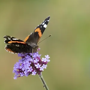 Red admiral butterfly (Vanessa atalanta) adult insect feeding on garden Verbena bonariensis flowers in summer Red admiral butterfly (Vanessa atalanta) adult insect feeding on garden Verbena bonariensis flowers in summer