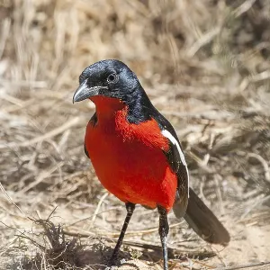 Red-bellied shrike, bush shrike Red-bellied shrike, bush shrike